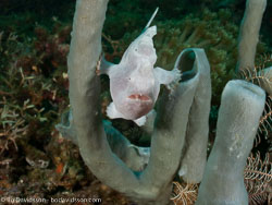 BD-090928-Lembeh-9284921-Antennarius-pictus-(Shaw.-1794)-[Painted-frogfish].jpg